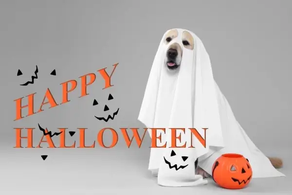 Happy Halloween from Team USA Mortgage LLC